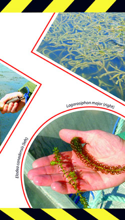 Brochure page: Lagarosiphon major (right) is similar to Elodea canadensis